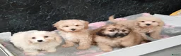 Cavapoo dogs for sale: Beautiful cavapoo pups for sale - Advert 3
