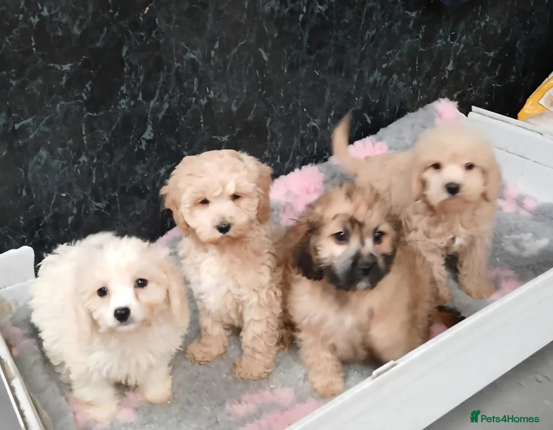 Cavapoo dogs for sale: Beautiful cavapoo pups for sale - Advert 3