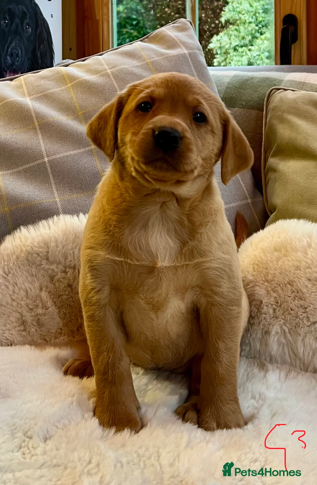 Labrador Retriever dogs for sale: KC reg fox red Labradors  - Advert 9