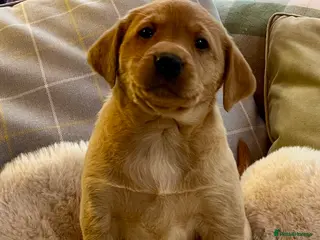 Labrador Retriever dogs KC reg fox red Labradors - Advert 2