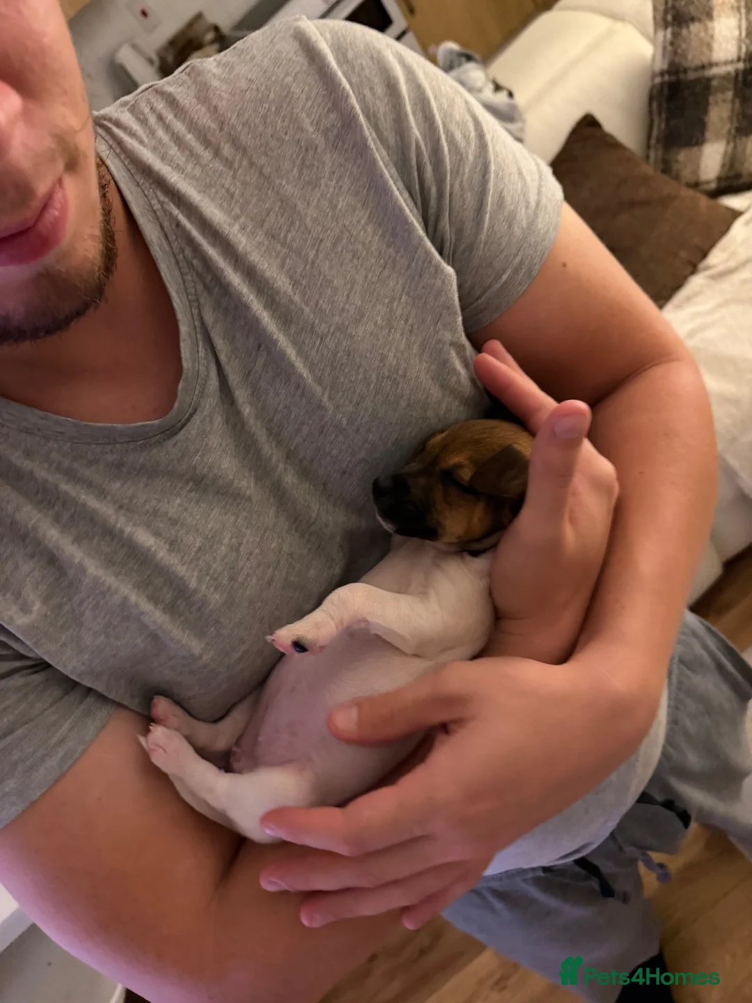 Jack Russell dogs for sale: Jack Russel puppy - Advert 5