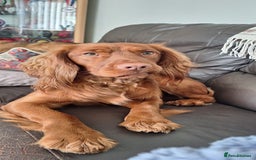 Cocker Spaniel dogs for stud: *Goofy* Standing at STUD only in Barnsley - Image 6