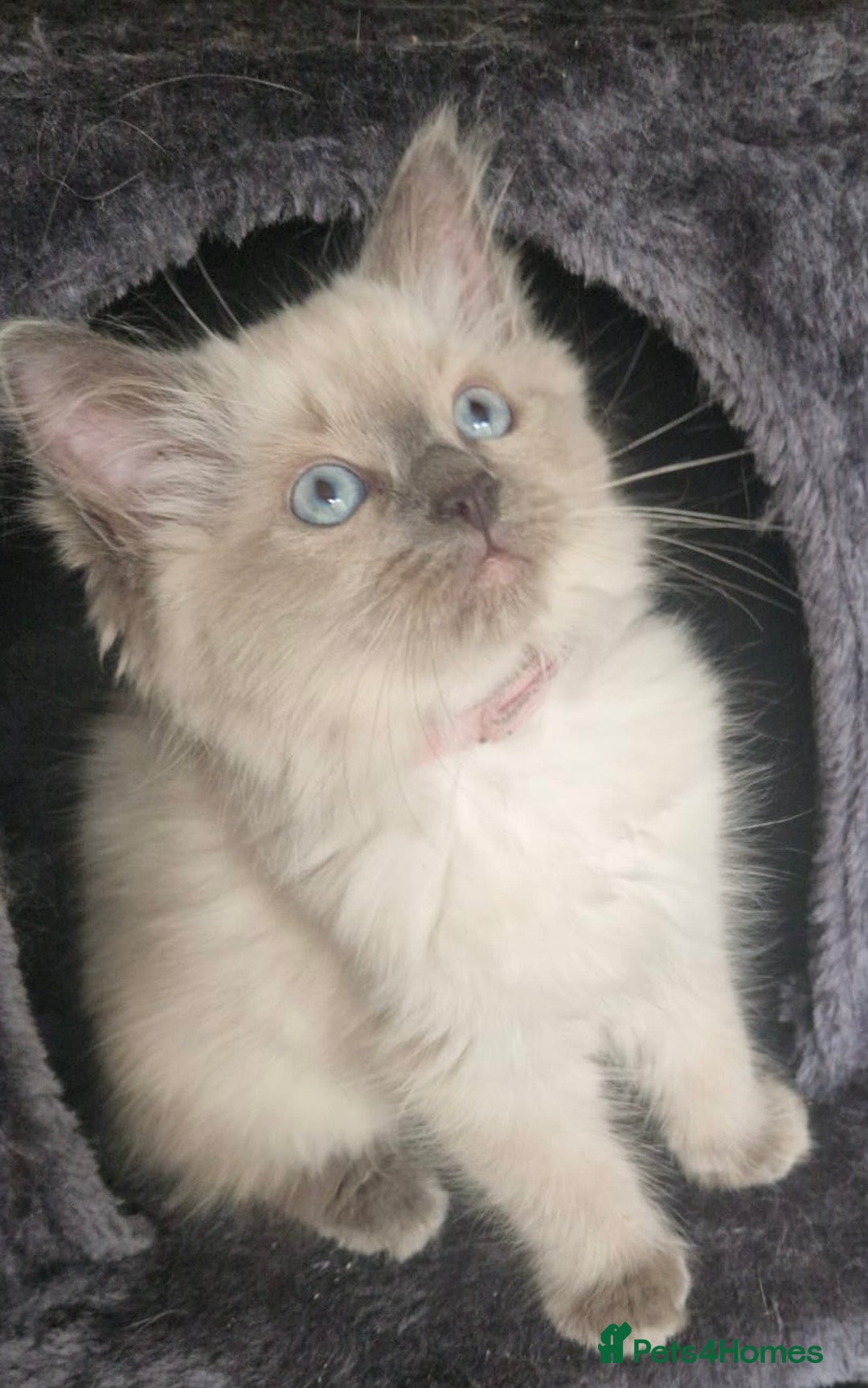 Ragdoll cats for sale:  FIFe Registered Ragdoll Kittens Champion Line - Image 5