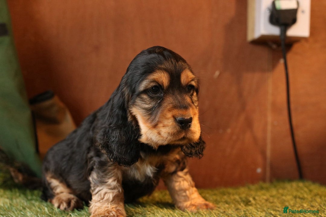Cocker Spaniel dogs for sale: Stunning litter of show type cocker spaniels - Advert 12