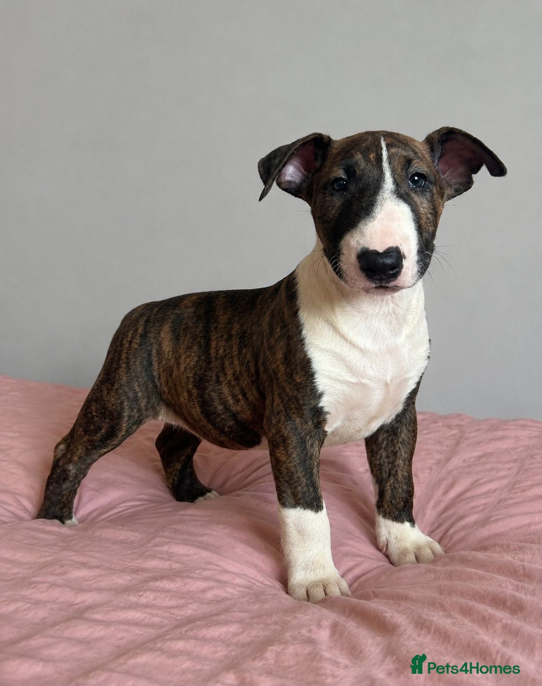 English Bull Terrier dogs CHUNKY EBT PUP FOR SALE READY NOW - Advert 7