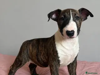 English Bull Terrier dogs CHUNKY EBT PUP FOR SALE READY NOW - Advert 7