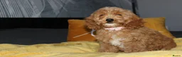 Cockapoo dogs for sale: Yankee Doodle Puppies F1 – American Cockapoos - Advert 7