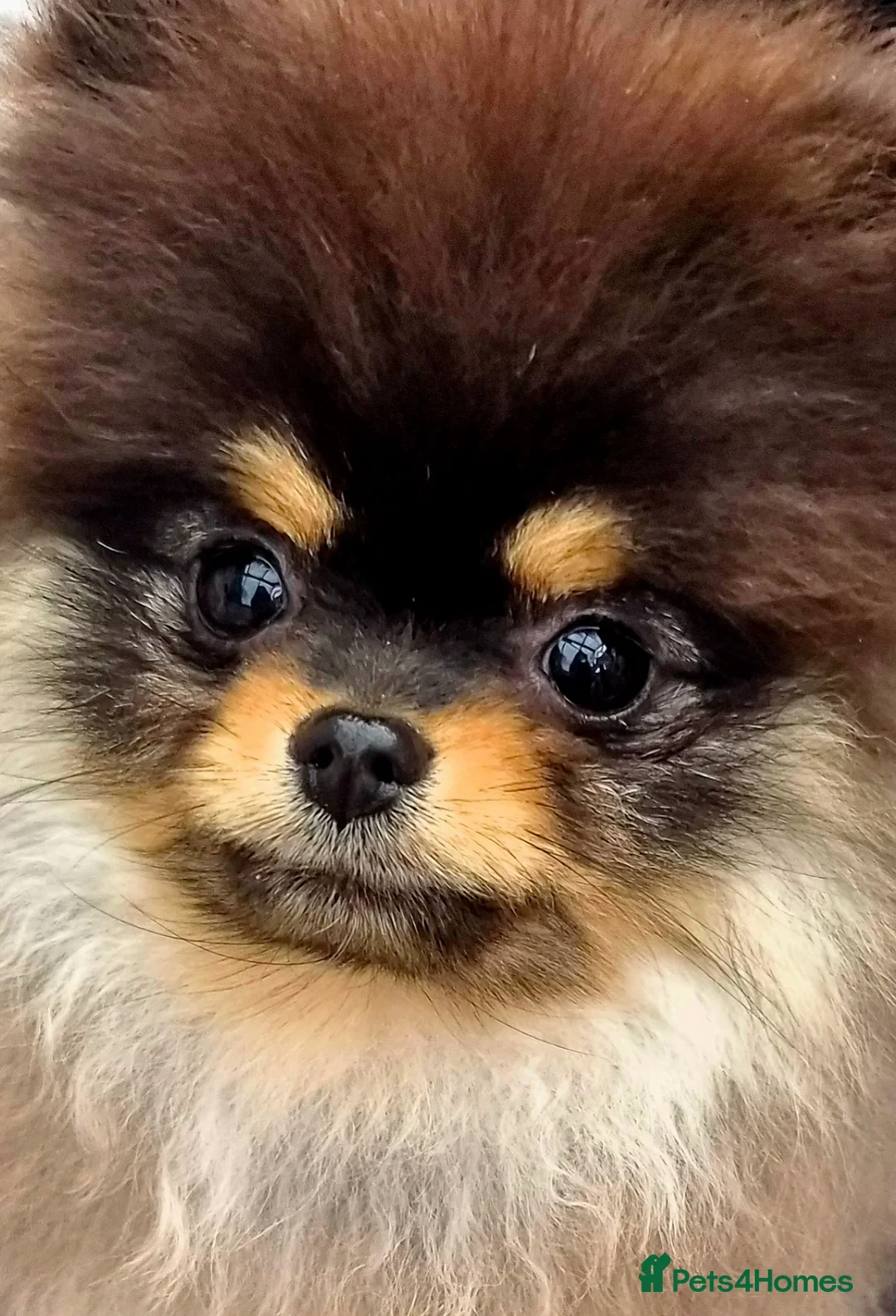 Pomeranian dogs for sale: Tiny beautiful quality Pomeranian ✨️  in Stoke-on-Trent - Advert 1
