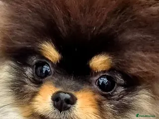 Pomeranian dogs Tiny beautiful quality Pomeranian ✨️ - Advert 10