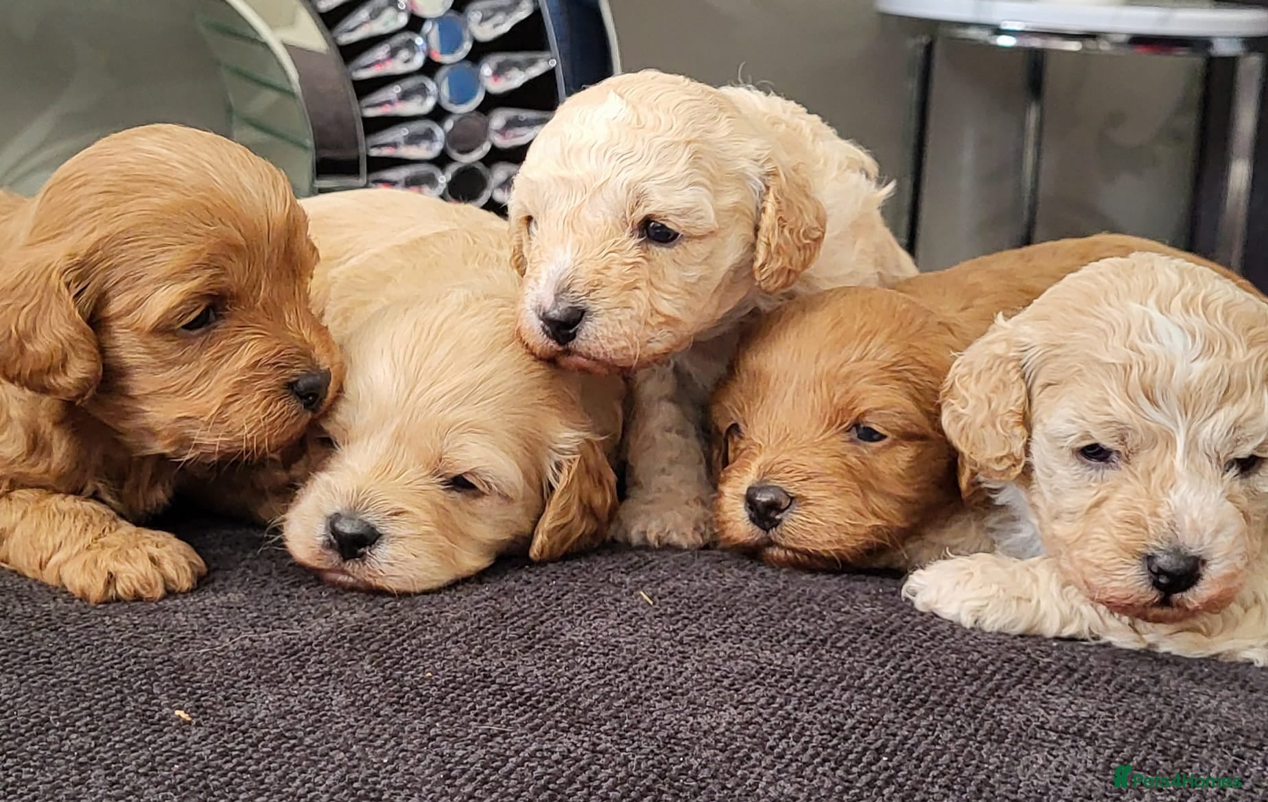 Cavapoo dogs 5 beautiful F1B Cavapoo puppies  - Advert 8