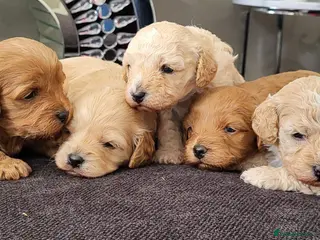 Cavapoo dogs 5 beautiful F1B Cavapoo puppies - Advert 1
