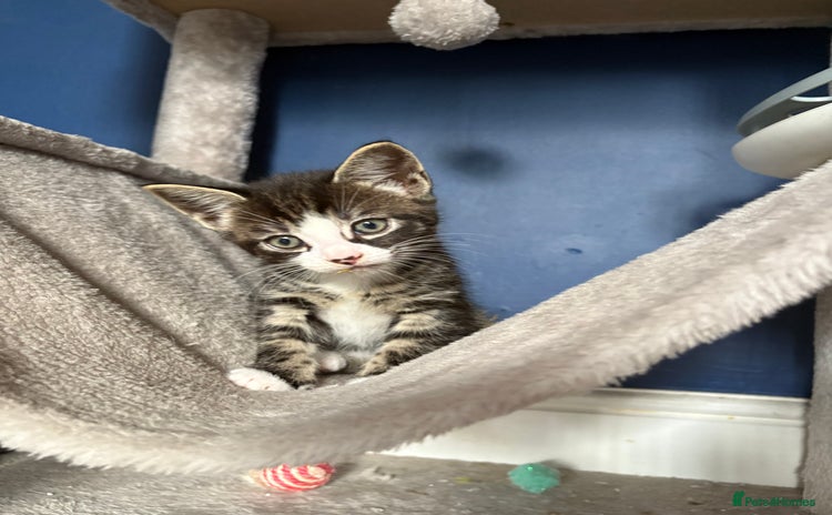 Mixed Breed cats - Advert 4