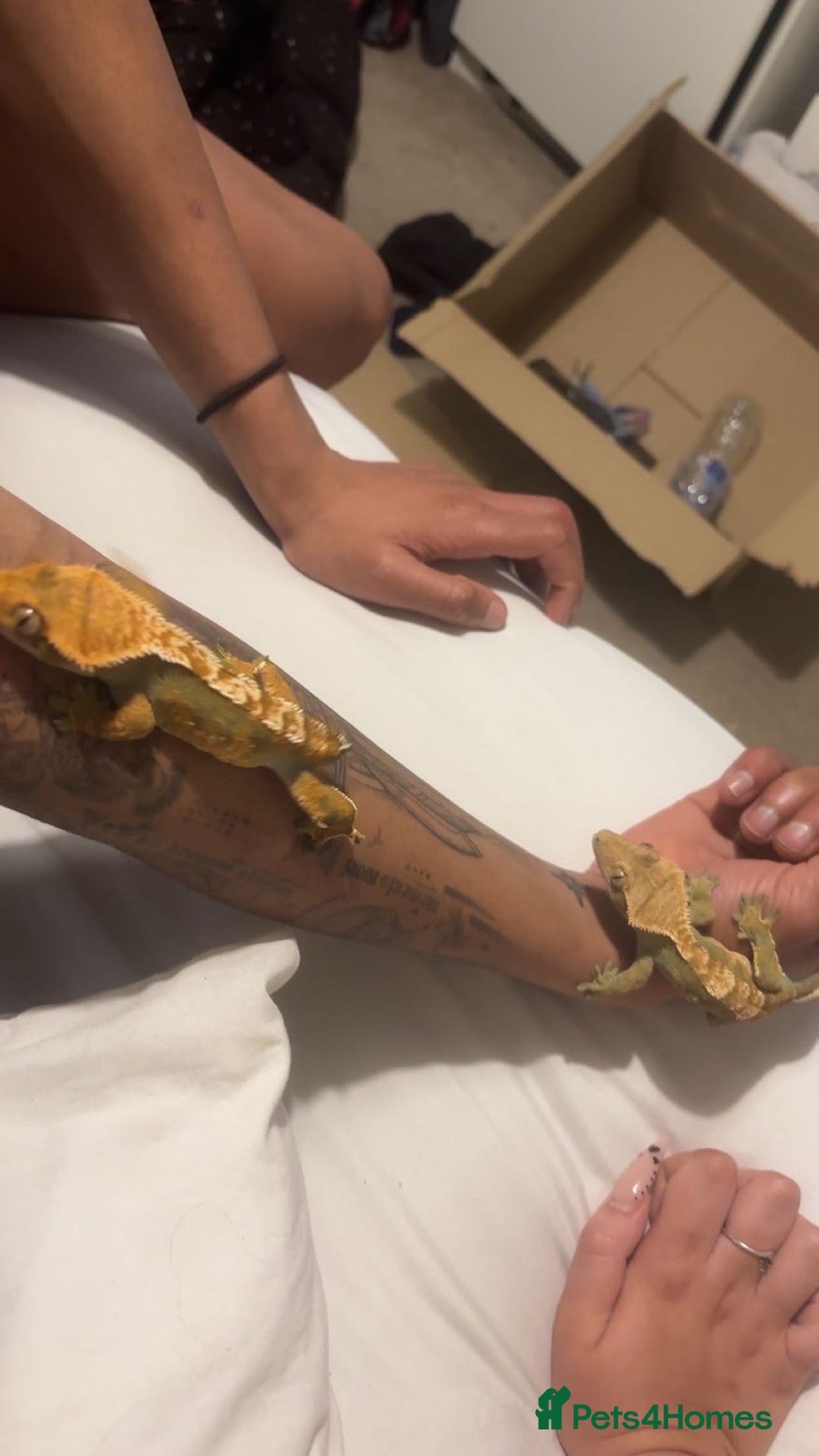 Gecko reptiles for sale: 2 Crested Geckos - Advert 10