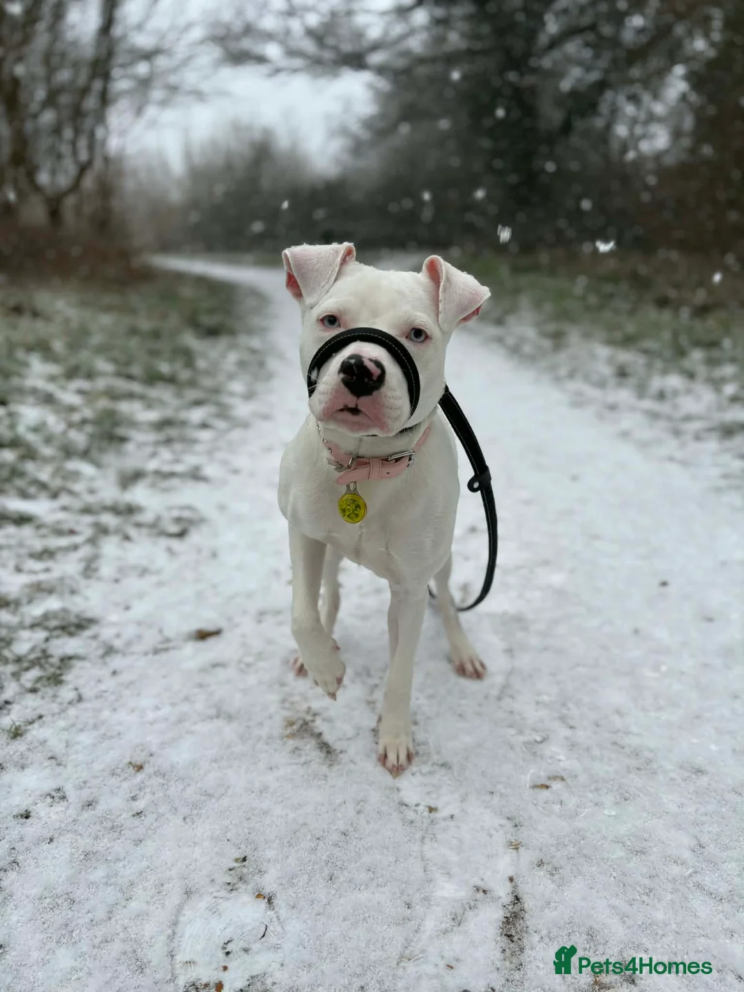 Staffordshire Bull Terrier dogs for sale: Blue eyed long legged staffy  in Andover - Advert 1