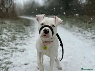 Staffordshire Bull Terrier dogs Blue eyed long legged staffy - Advert 1