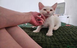 Mixed Breed cats for sale: White kitten  - Image 7