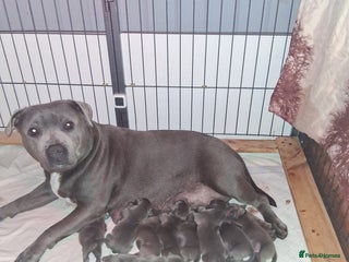 Staffordshire Bull Terrier dogs - Advert 26