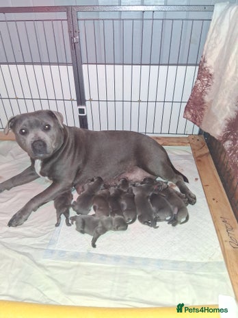 Staffordshire Bull Terrier dogs - Advert 3