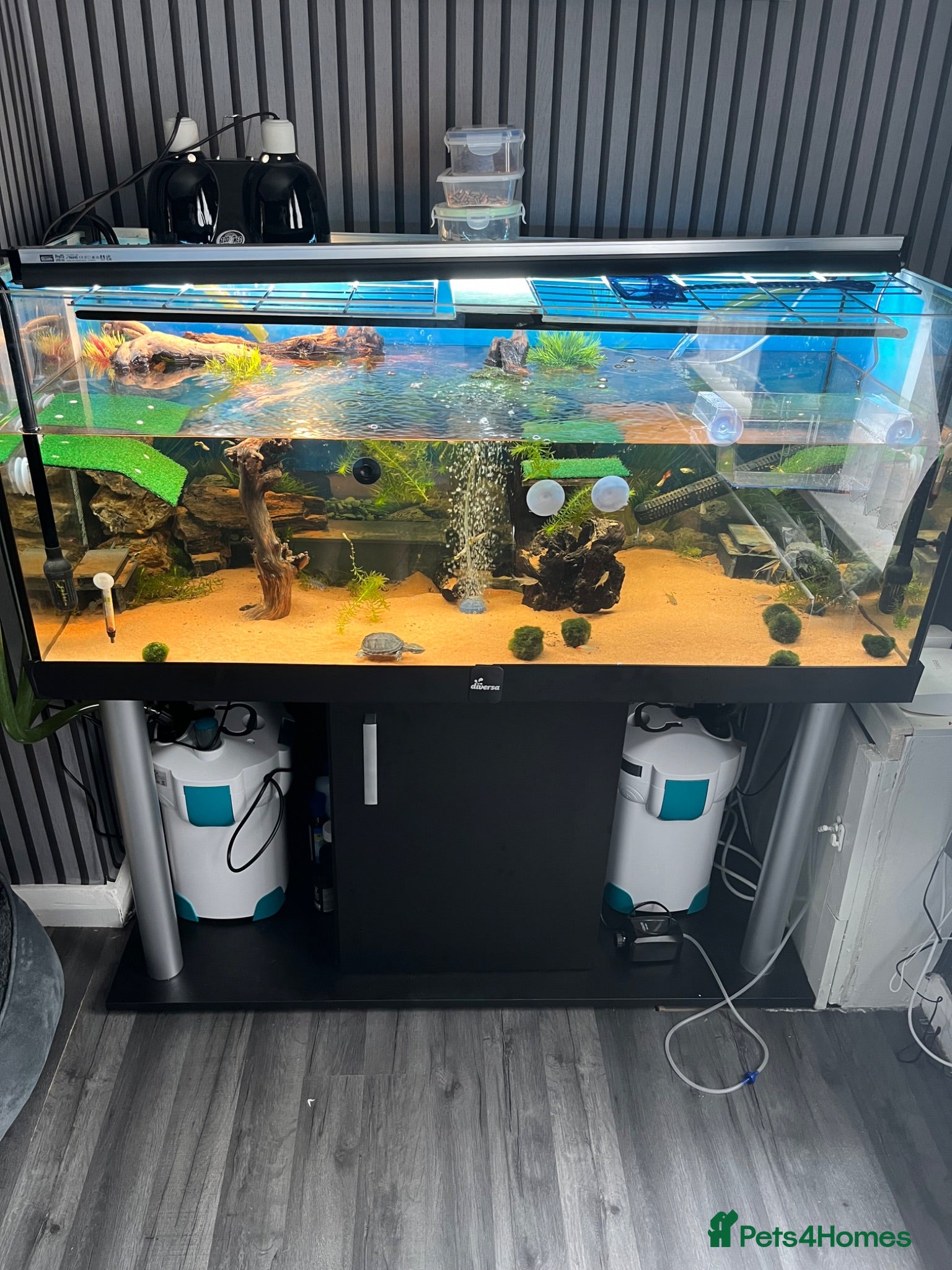 Turtle reptiles 2 musk turtles and set up  - Advert 1