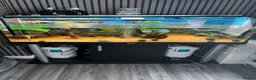 Turtle reptiles for sale: 2 musk turtles and set up  - Advert 1