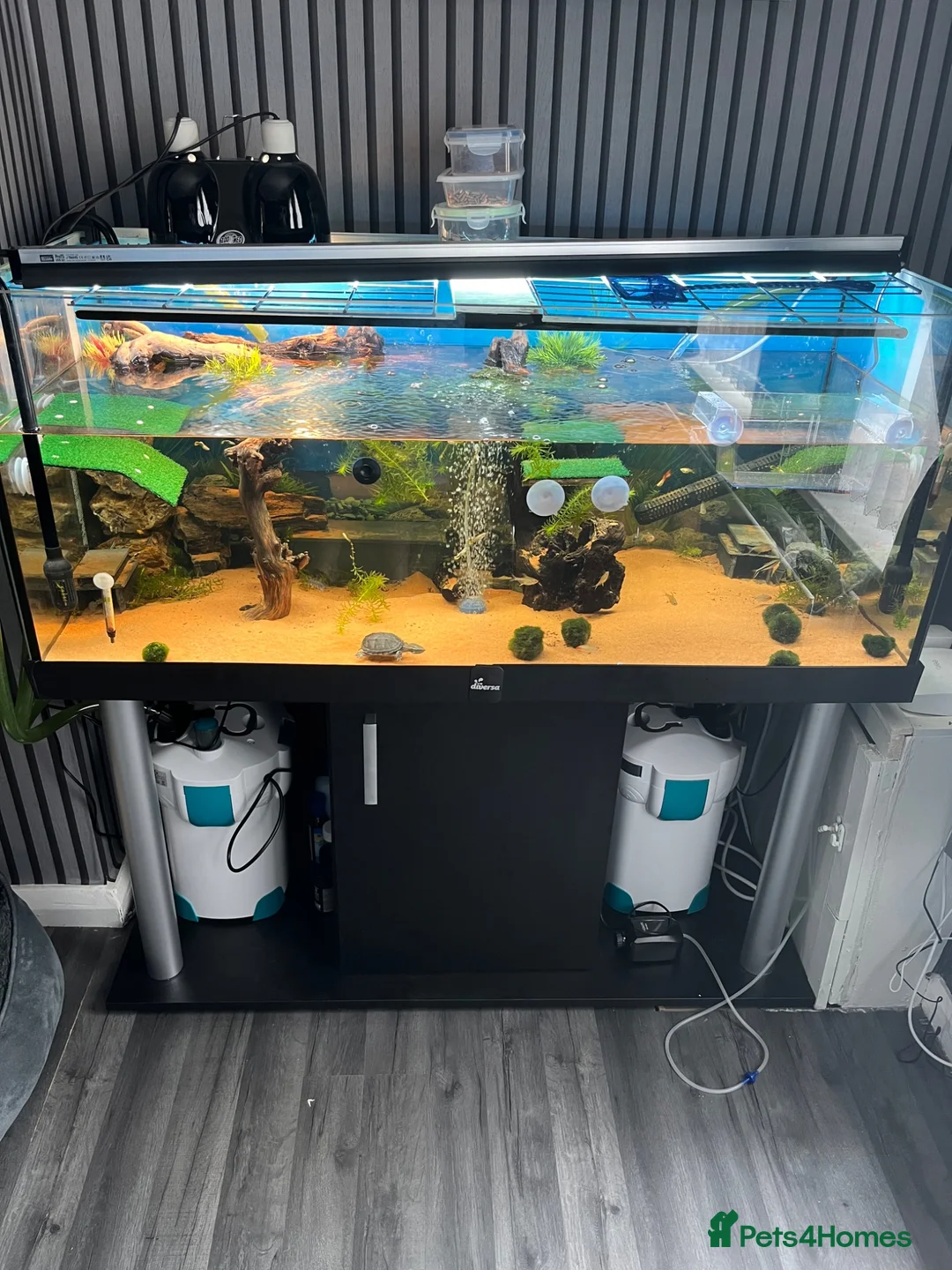 Turtle reptiles for sale: 2 musk turtles and set up  - Advert 1