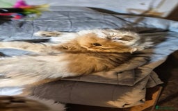 Scottish Fold cats for sale: I girl left! TICA reg. Scottish Fold ready to go - Image 15