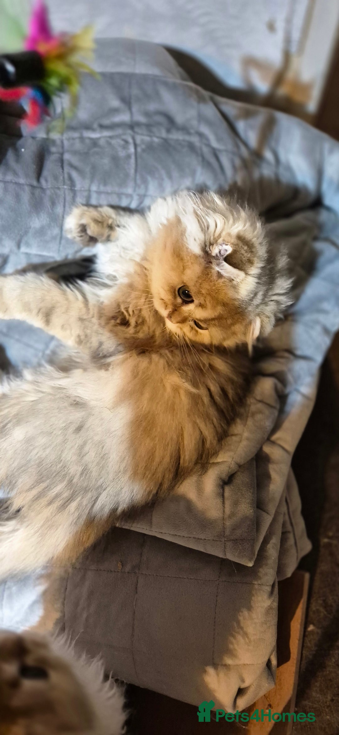 Scottish Fold cats for sale: I girl left! TICA reg. Scottish Fold ready to go - Image 15