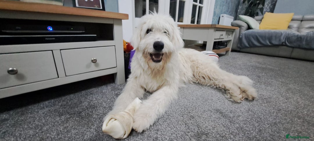 Mixed Breed dogs for adoption: Meet JOJO - a superb big girl, for a Loving Home - Image 31