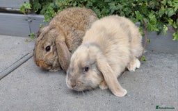 Mini Lop rabbits for sale: Mini lop baby rabbits - Image 2