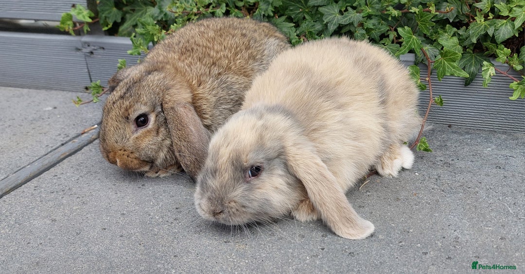 Mini Lop rabbits for sale: Mini lop baby rabbits - Image 2