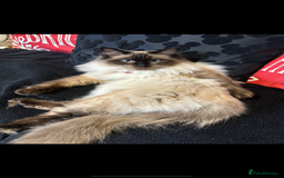 Ragdoll cats for sale: Pure Fluffy Ragdoll kittens - Image 21