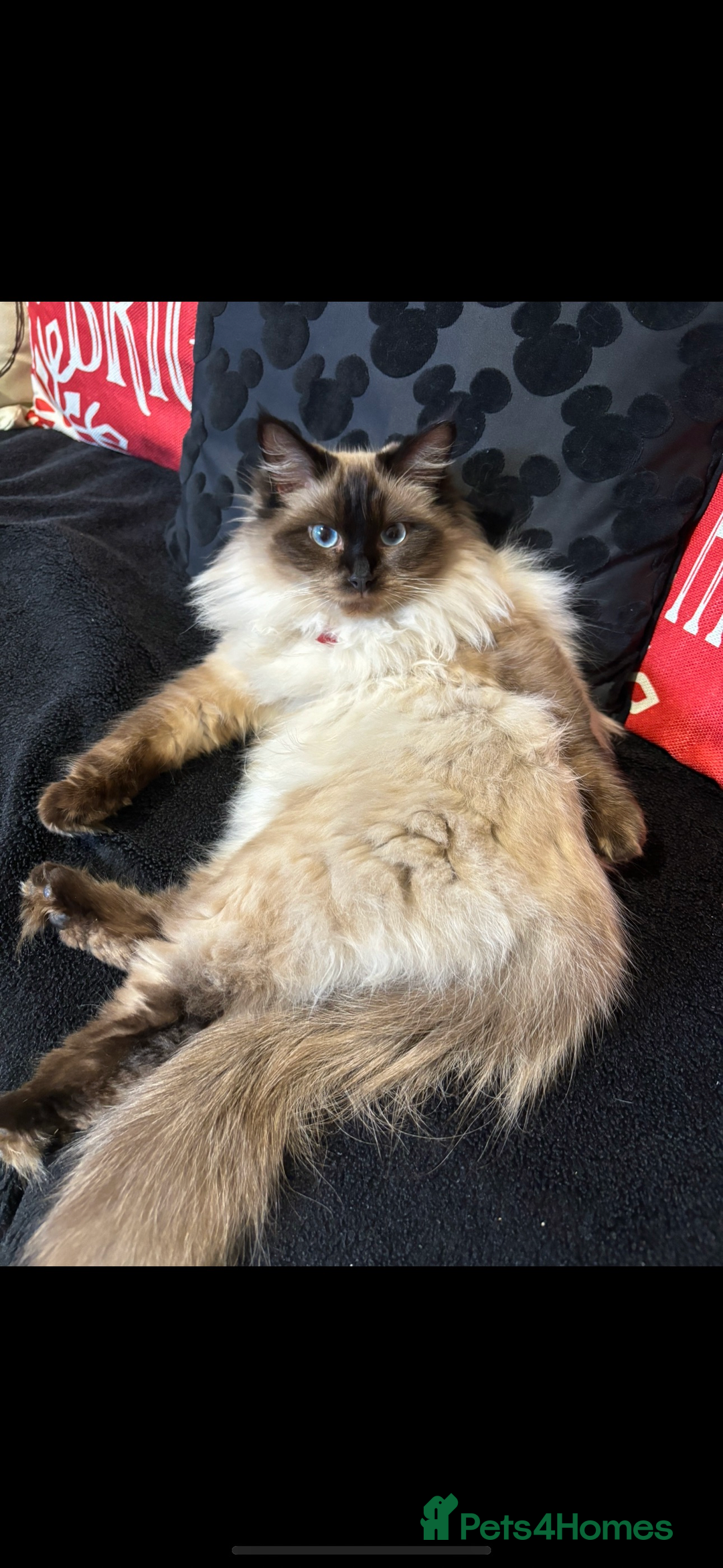 Ragdoll cats for sale: Pure Fluffy Ragdoll kittens - Image 21