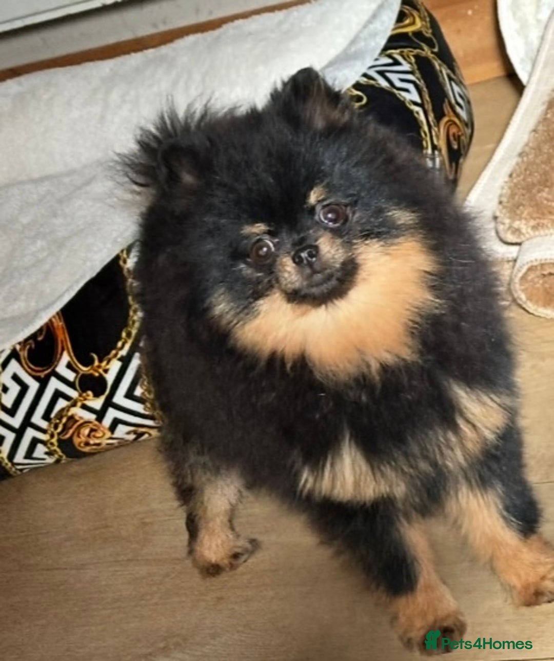Pomeranian dogs for sale: 🏆The best you can get Russian Taiwan bloodlines - Image 16
