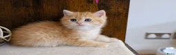 British Shorthair cats for sale: BSH Golden boys TICA Reg  - Advert 30