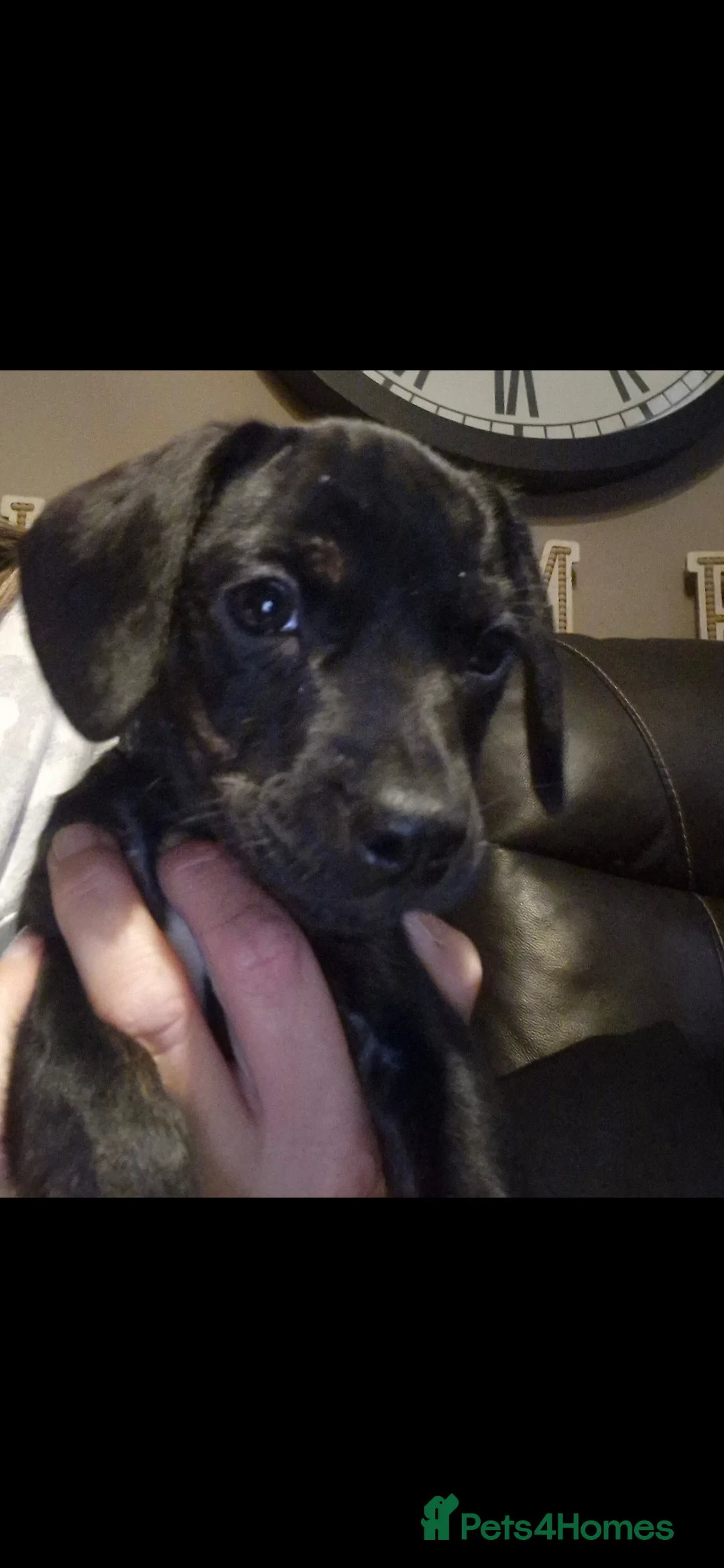 Mixed Breed dogs for sale: Frenchie x dashund  - Advert 7