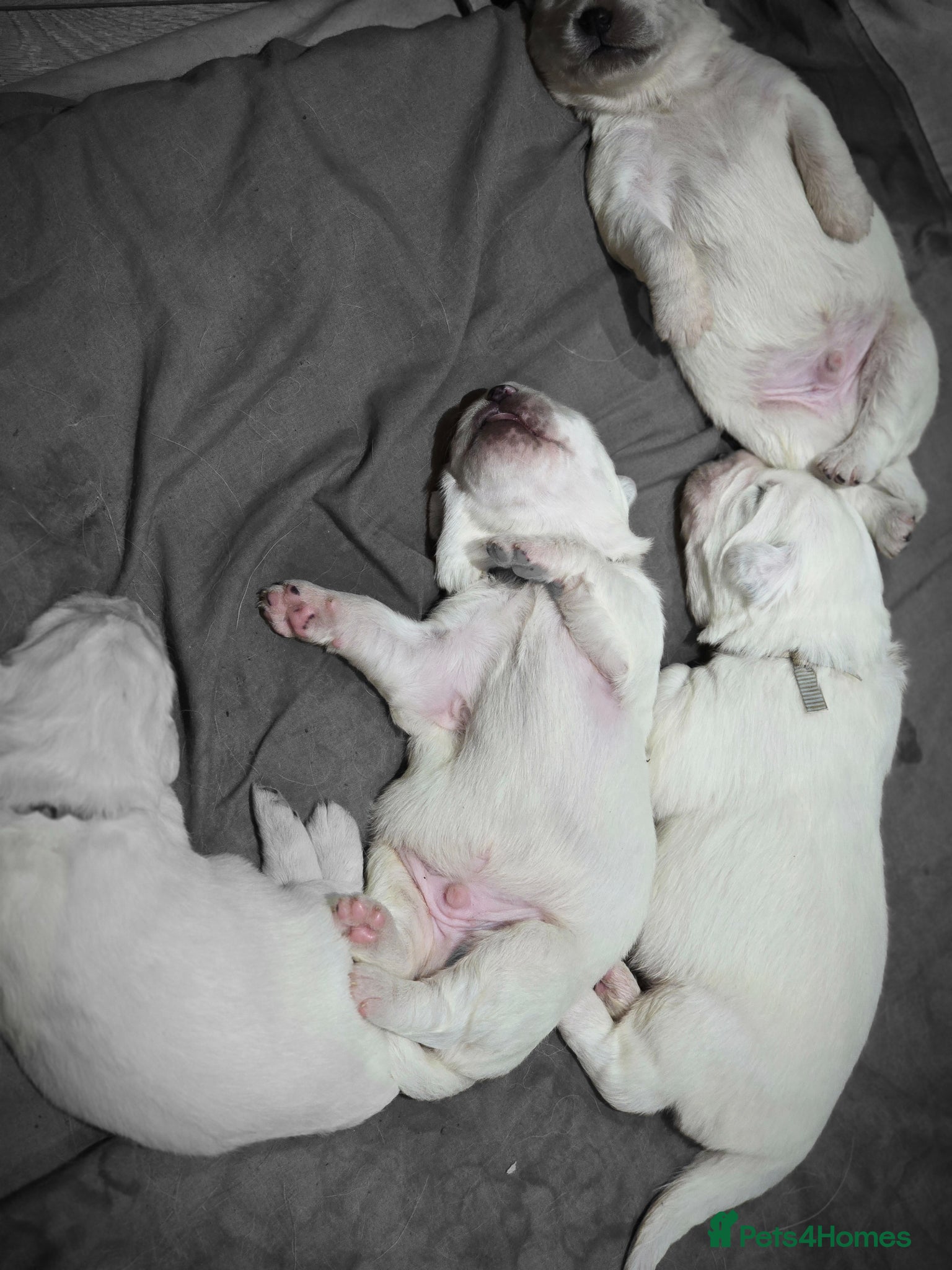 Pyrenean Sheepdog dogs RARE POLISH TATRA SHEPHERD (Owczarek Podhalanski) - Advert 2