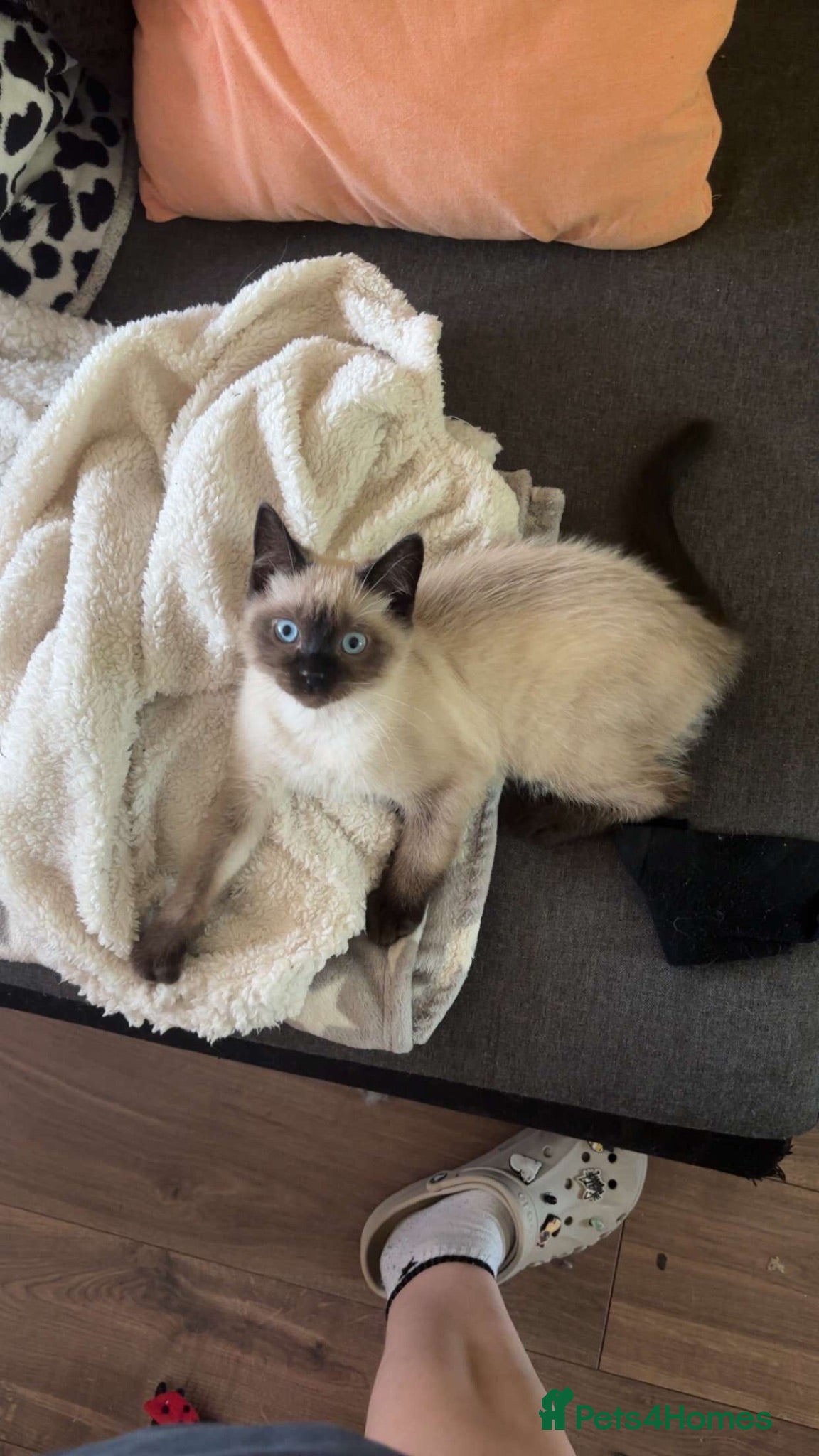 Ragdoll cats 1 boys for sale ASAP - Advert 12