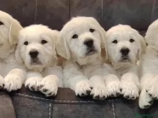 Golden Retriever dogs BIG CHUNKY WHITE PUPPIES AVAILABLE - Advert 1