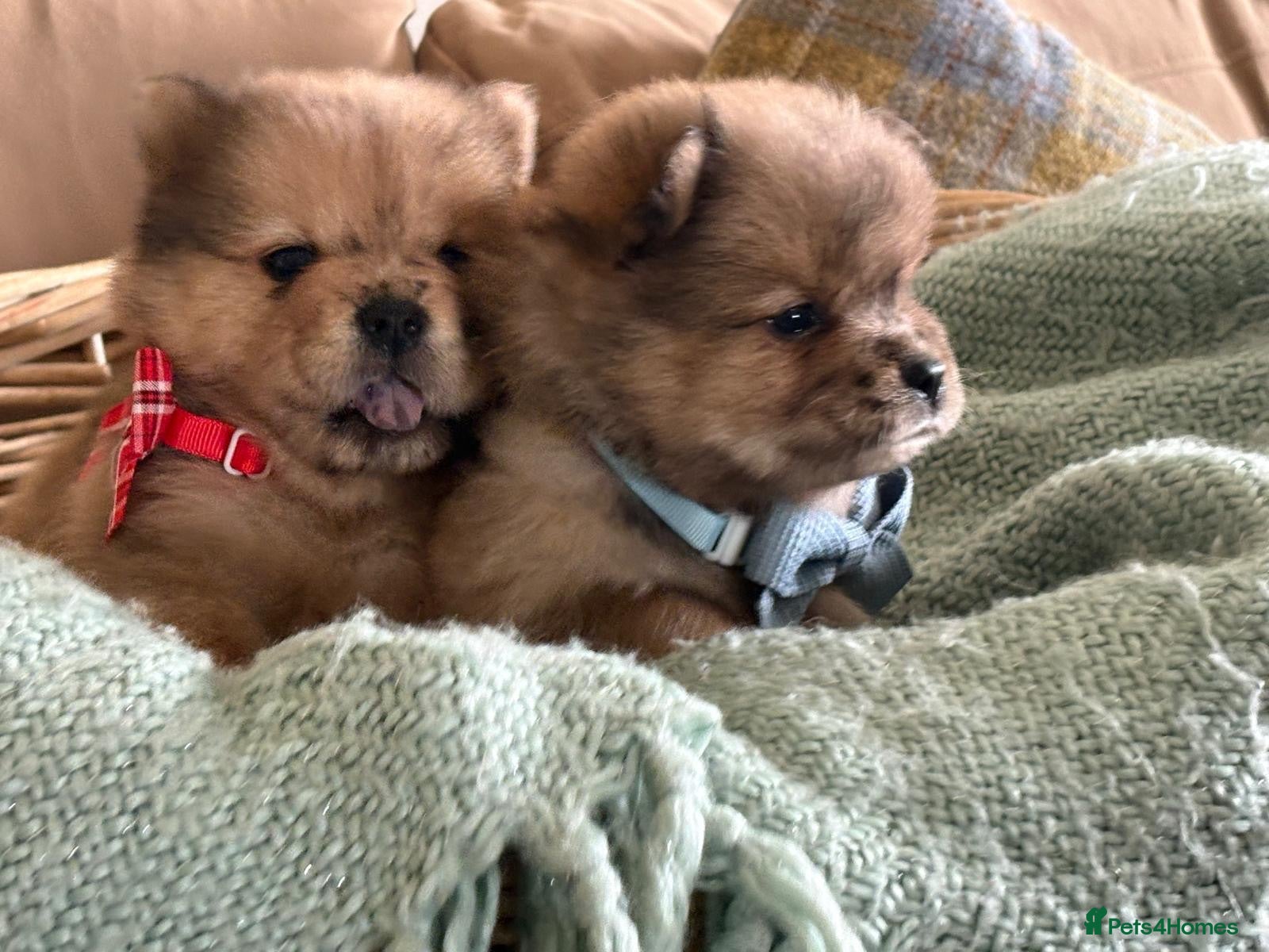 Mixed Breed dogs Micro chow chows, Mini teddy bears!! - Advert 2