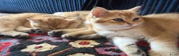 British Shorthair cats for sale: 🐾 Beautiful British Shorthair Golden Kittens 🐾 - Advert 6