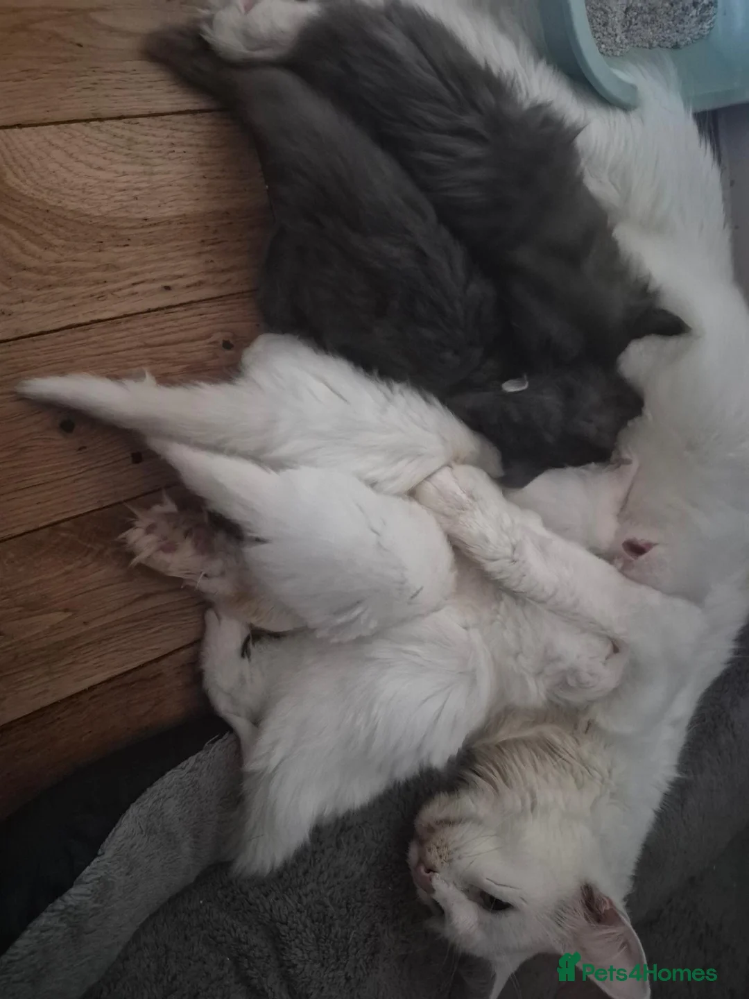 Maine Coon cats for sale: Beautiful white Maine coon kittens  - Advert 11