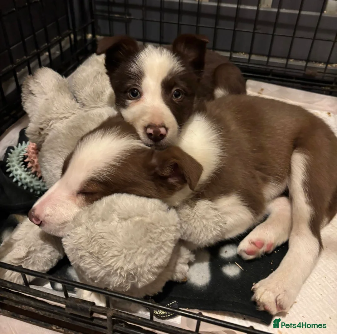 Border Collie dogs for sale: Stunning red and white long haired pups  - Advert 5