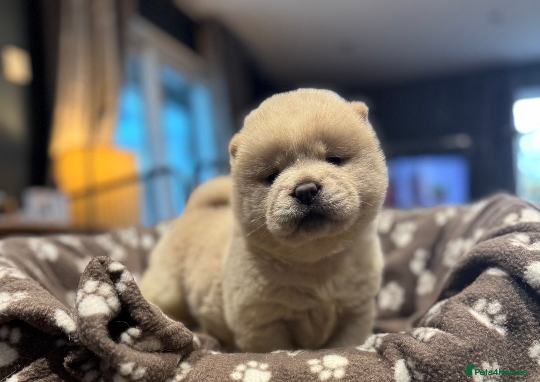 Chow Chow dogs for sale: Stunning smooth chows  - Advert 9