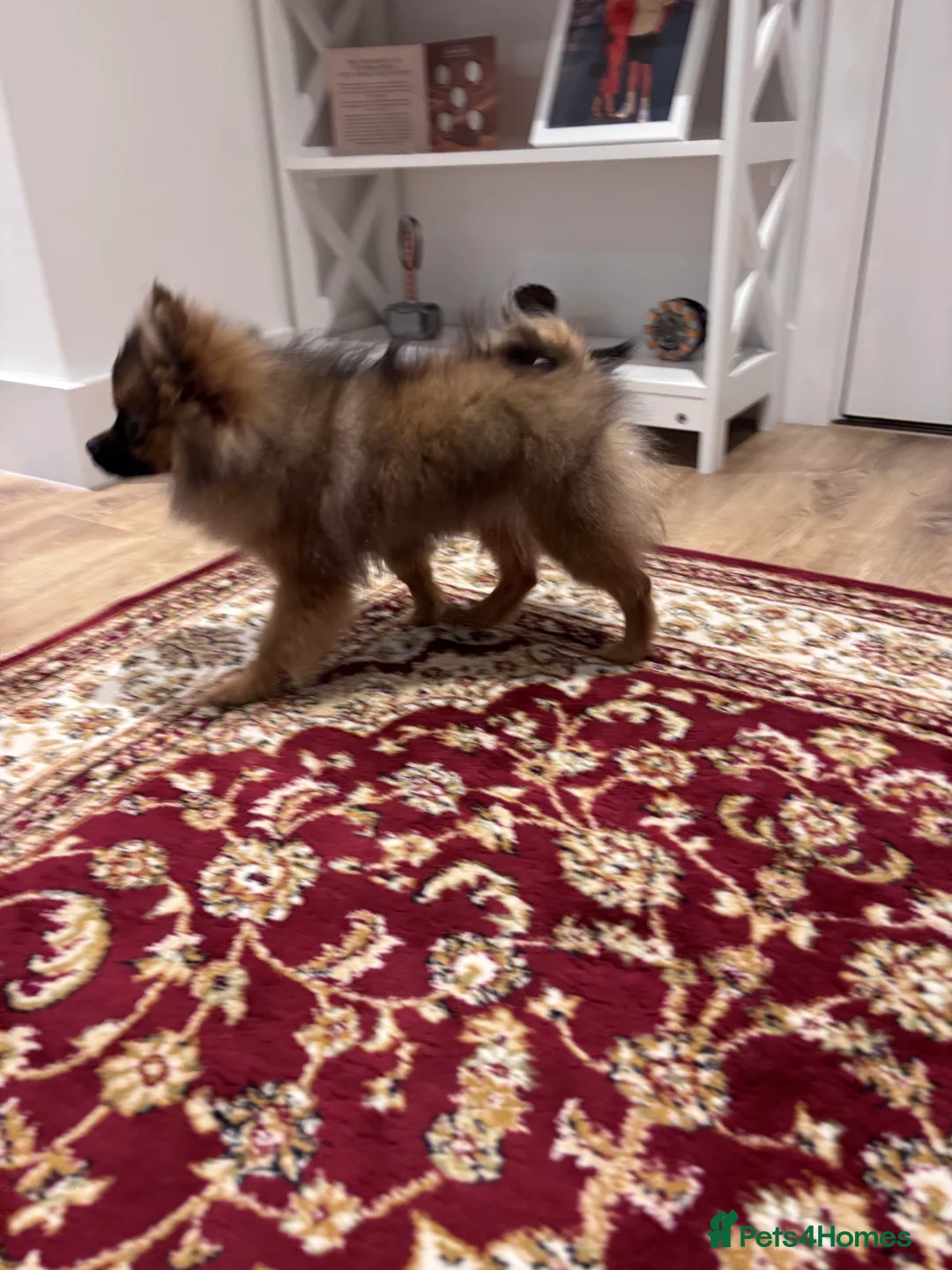 Pomeranian dogs for sale: 🐾 Stunning Male Pomeranian Puppy – £1,750 🐾 - Advert 31