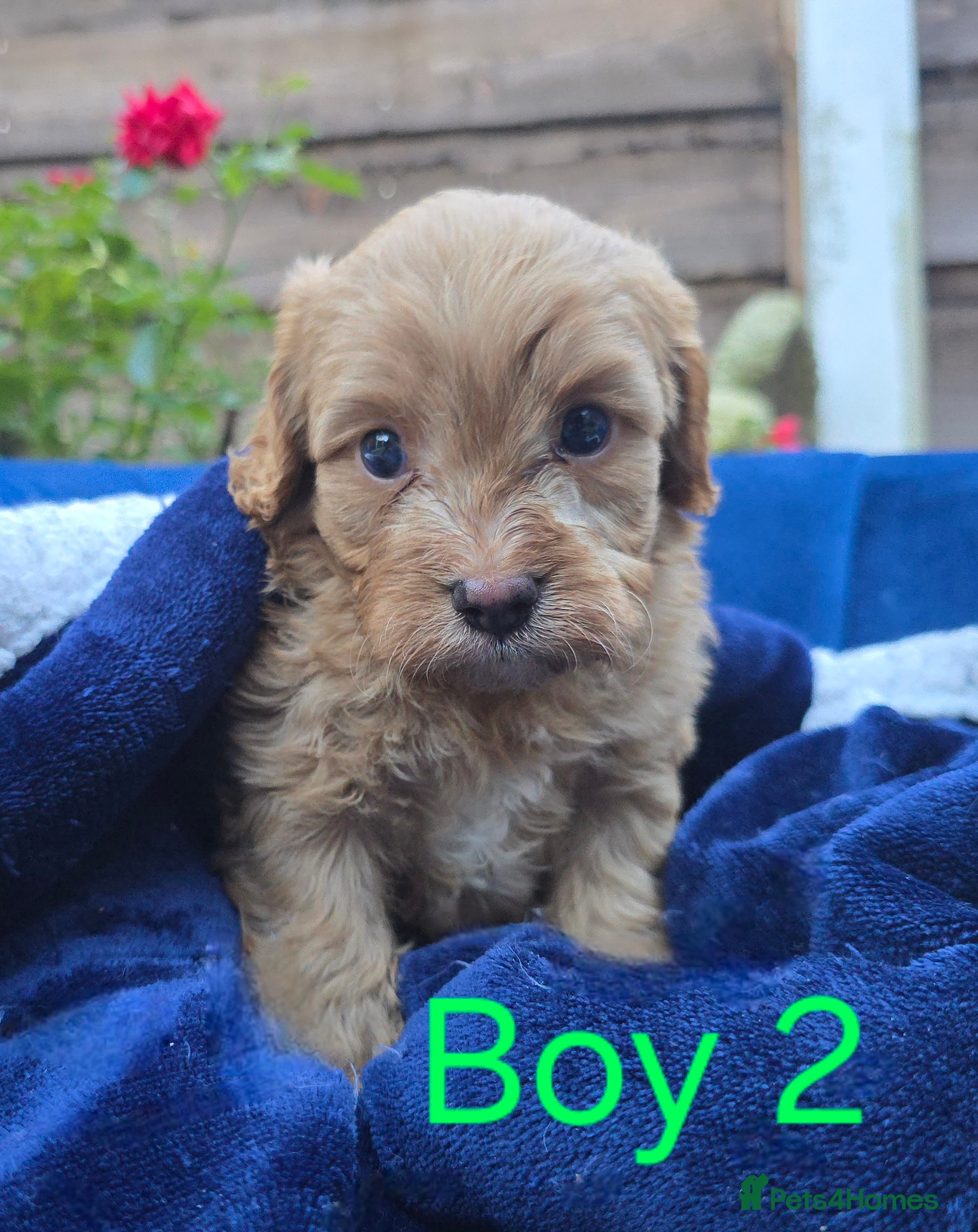 Cavapoo dogs Health Tested Quality F1 Cavapoo Puppies.  - Advert 14
