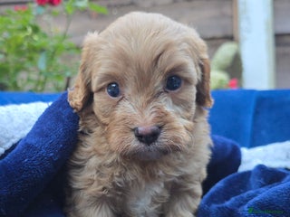 Cavapoo dogs Health Tested Quality F1 Cavapoo Puppies. - Advert 9