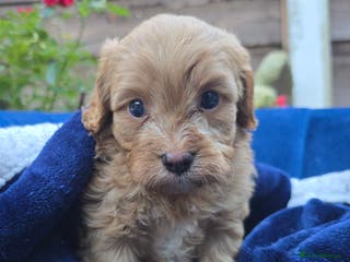 Cavapoo dogs Health Tested Quality F1 Cavapoo Puppies. - Advert 15