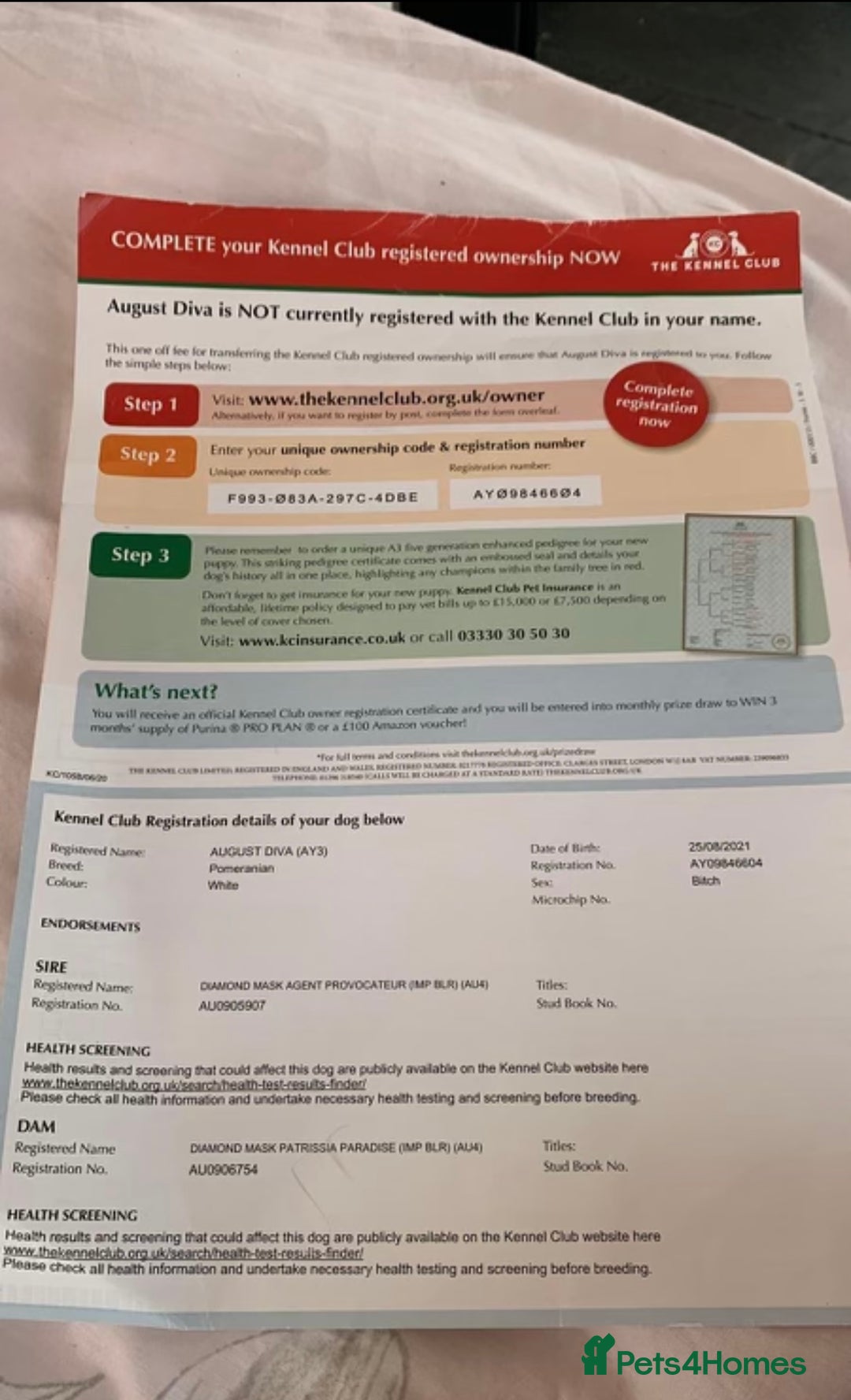 Pomeranian dogs for sale: Pomeranian Pups from Russian/ Chi Tien Champions - Advert 8