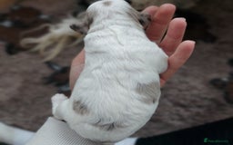 Bordoodle dogs for sale: Toy Bordoodles ❤️ - 1 girl available - Image 9