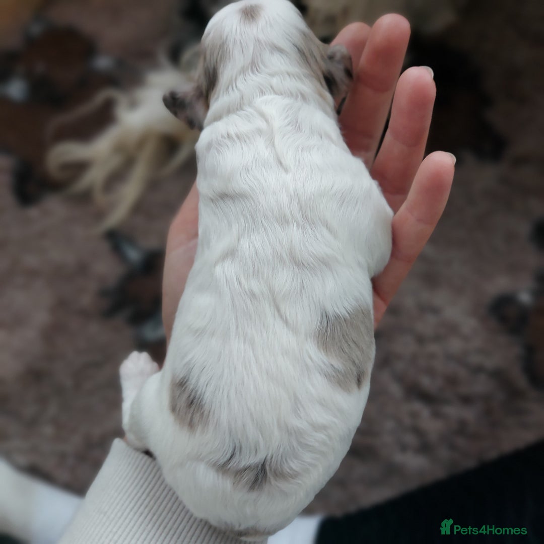 Bordoodle dogs for sale: Toy Bordoodles ❤️ - 1 girl available - Image 9